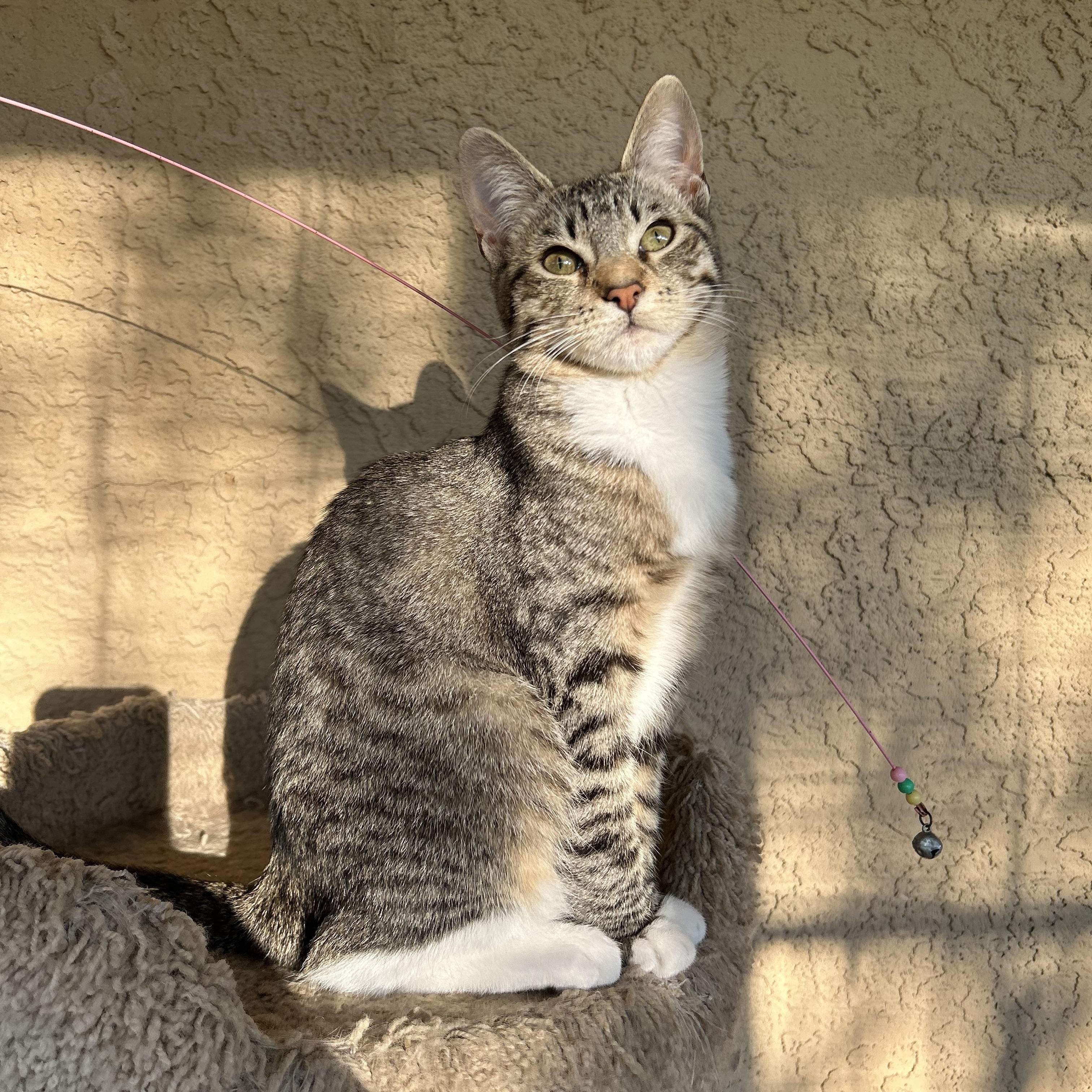 Greta and Duke (bonded pair), Adoptable, Young Female Domestic Short Hair & Tabby.