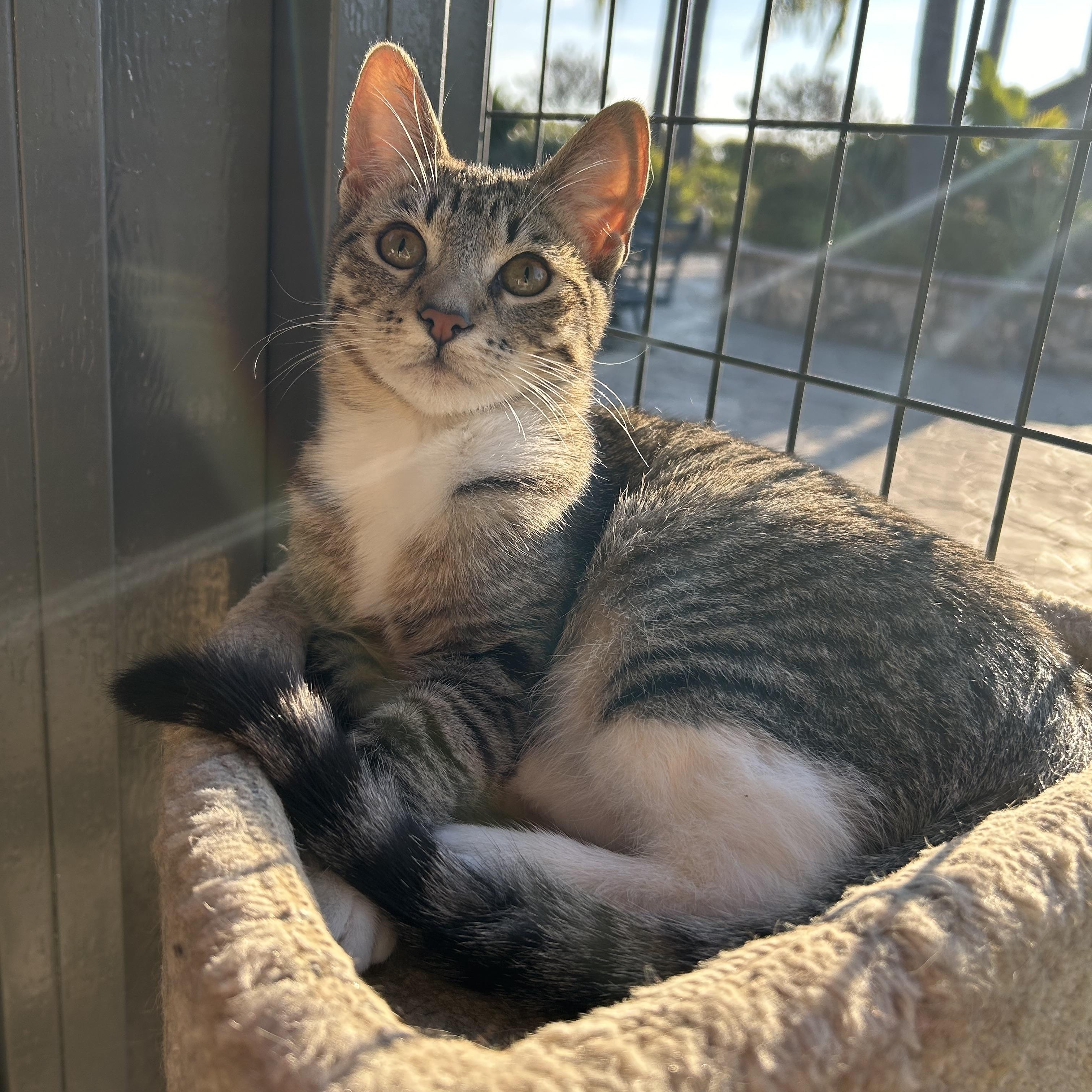 Enlarge Greta and Duke (bonded pair), a Adoptable mixed breed in Sacramento, CA image 4/6