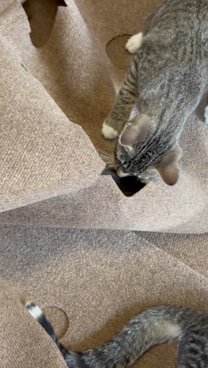 Enlarge Greta and Duke (bonded pair), a Adoptable mixed breed in Sacramento, CA video 3/6