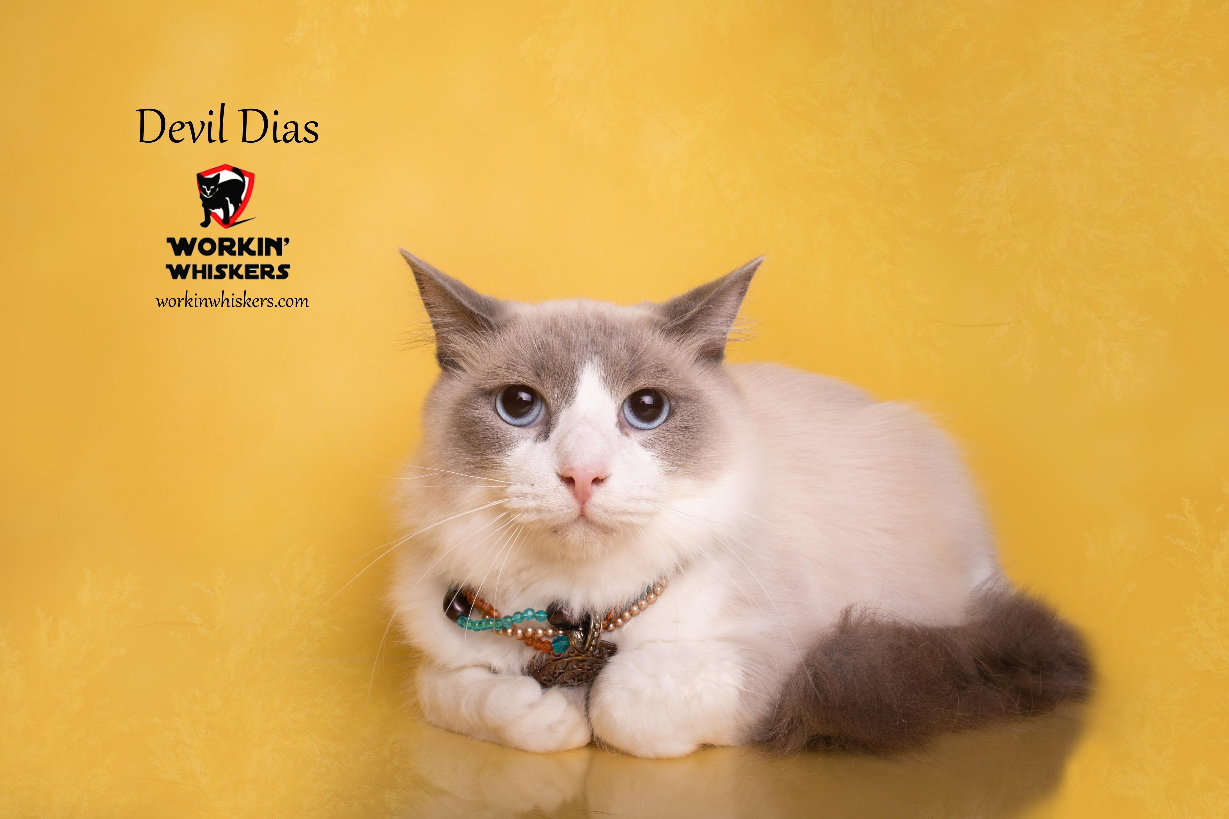 DEVIL DIAS, an adoptable mixed breed in HEMET, CA image 1/6