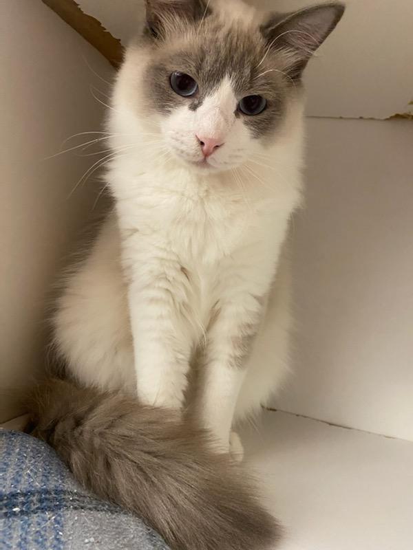 DEVIL DIAS, an adoptable mixed breed in HEMET, CA image 2/6