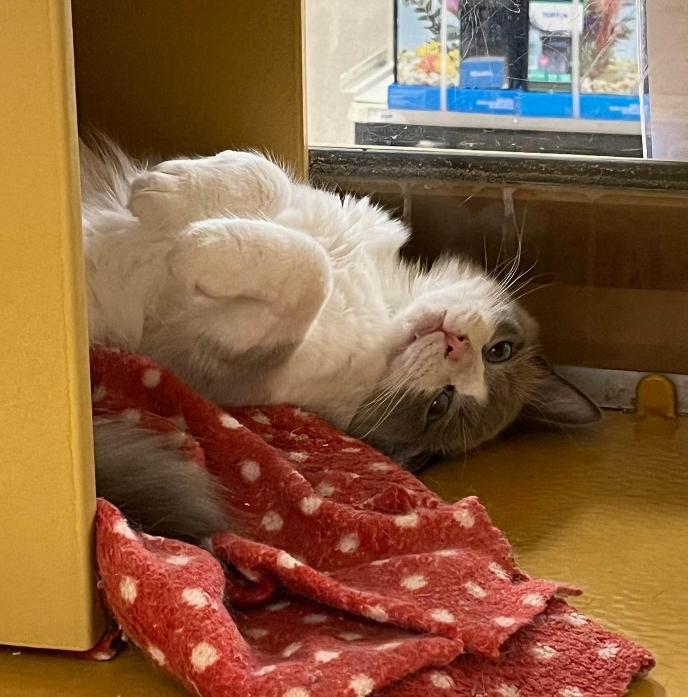 DEVIL DIAS, an adoptable mixed breed in HEMET, CA image 3/6