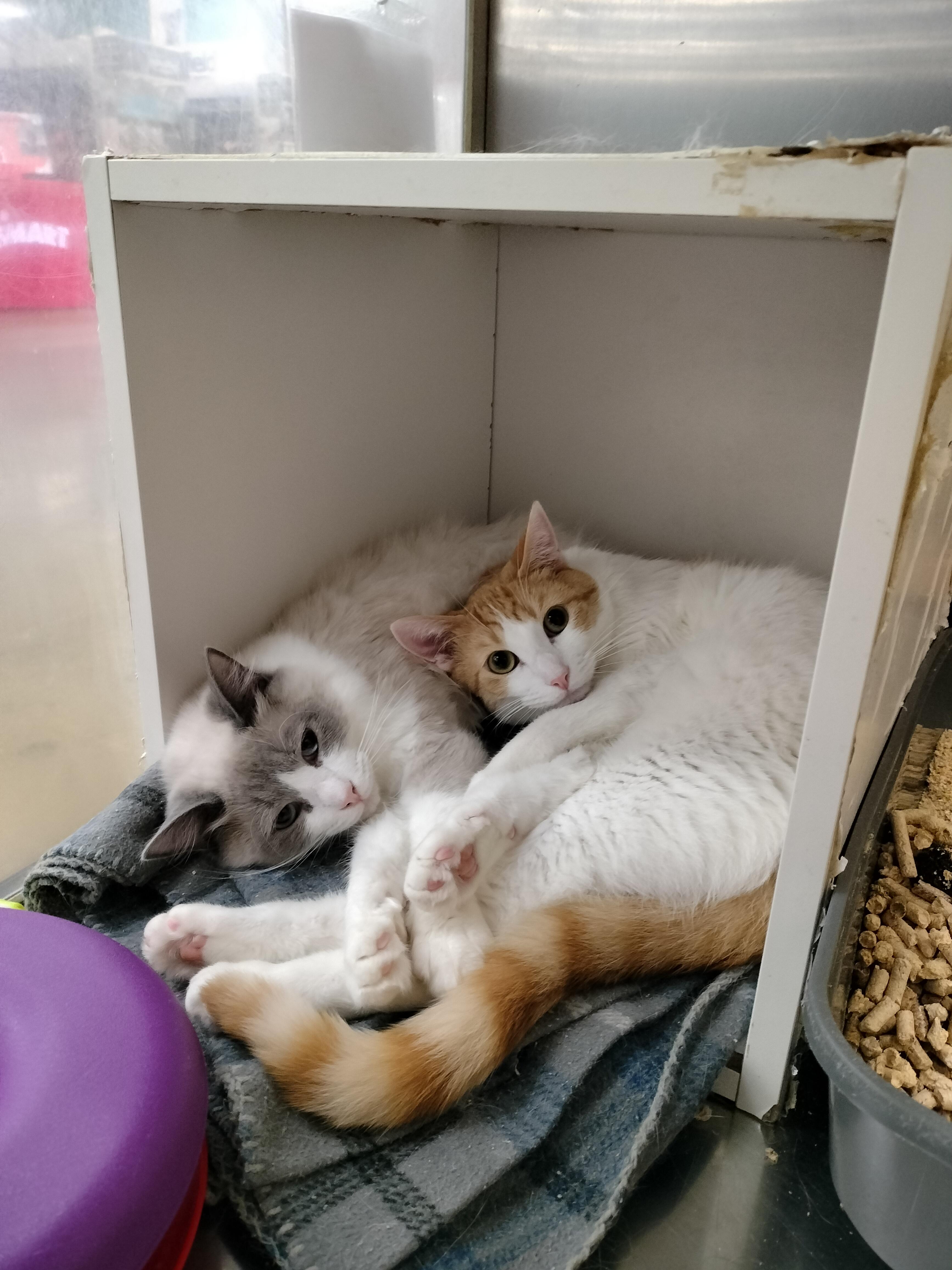 DEVIL DIAS, an adoptable mixed breed in HEMET, CA image 5/6