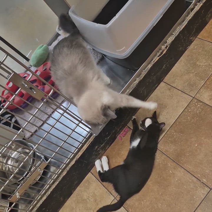 Enlarge DEVIL DIAS, an adoptable mixed breed in Murrieta, CA video 6/6