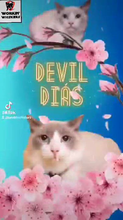 Enlarge DEVIL DIAS, an adoptable mixed breed in HEMET, CA video 6/6