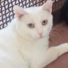 Benny--Adoptable with Bonded Companion, Sid; Available with Vet Care Support for Life