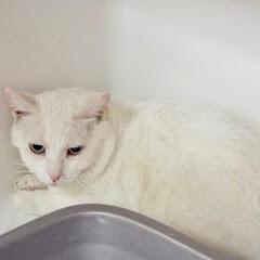 Benny--Adoptable with Bonded Companion, Sid; Available with Vet Care Support for Life