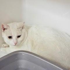 Benny--Adoptable with Bonded Companion, Sid; Available with Vet Care Support for Life