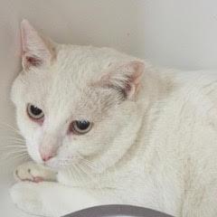Benny--Adoptable with Bonded Companion, Sid; Available with Vet Care Support for Life