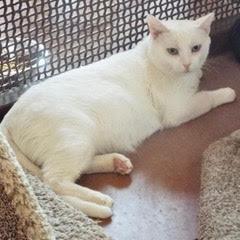 Benny--Adoptable with Bonded Companion, Sid; Available with Vet Care Support for Life