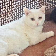 Benny--Adoptable with Bonded Companion, Sid; Available with Vet Care Support for Life