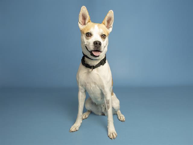 LEILA, Adoptable, Young Female Pit Bull Terrier & Husky.