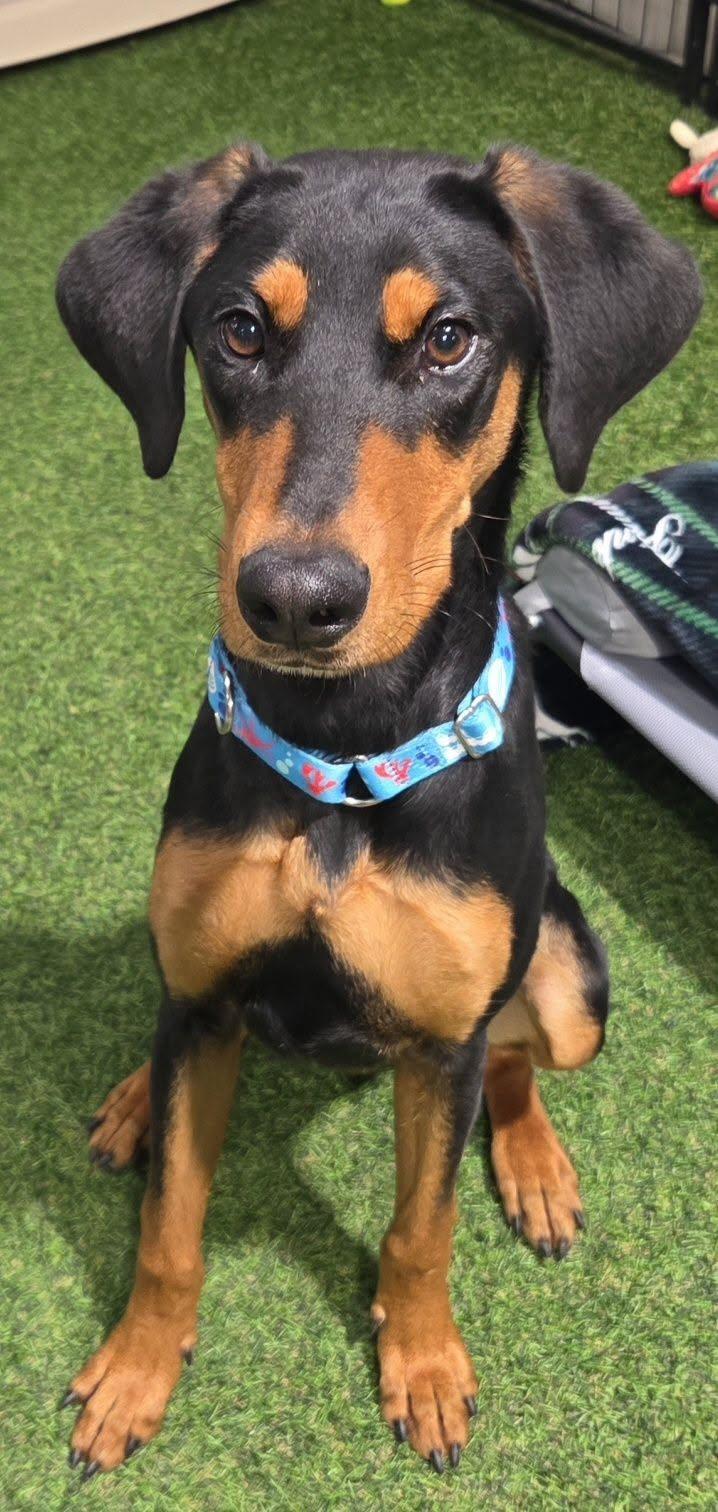 Enlarge Zara Rae, a Adopted Doberman Pinscher in Racine, WI image 2/4