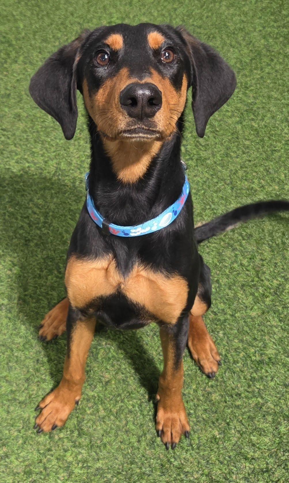 Zara Rae, Adopted, Young Female Doberman Pinscher.