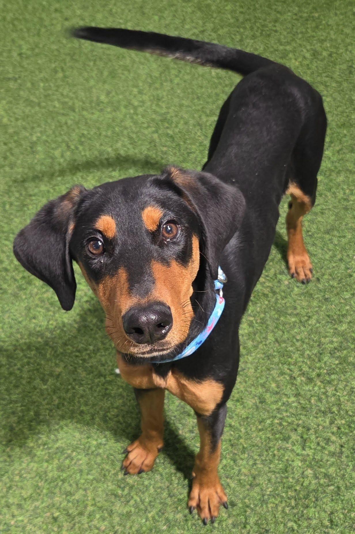 Enlarge Zara Rae, a Adopted Doberman Pinscher in Racine, WI image 4/4