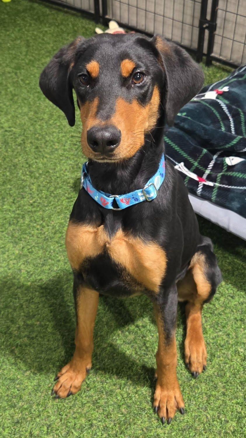 Enlarge Zara Rae, a Adopted Doberman Pinscher in Racine, WI image 3/4