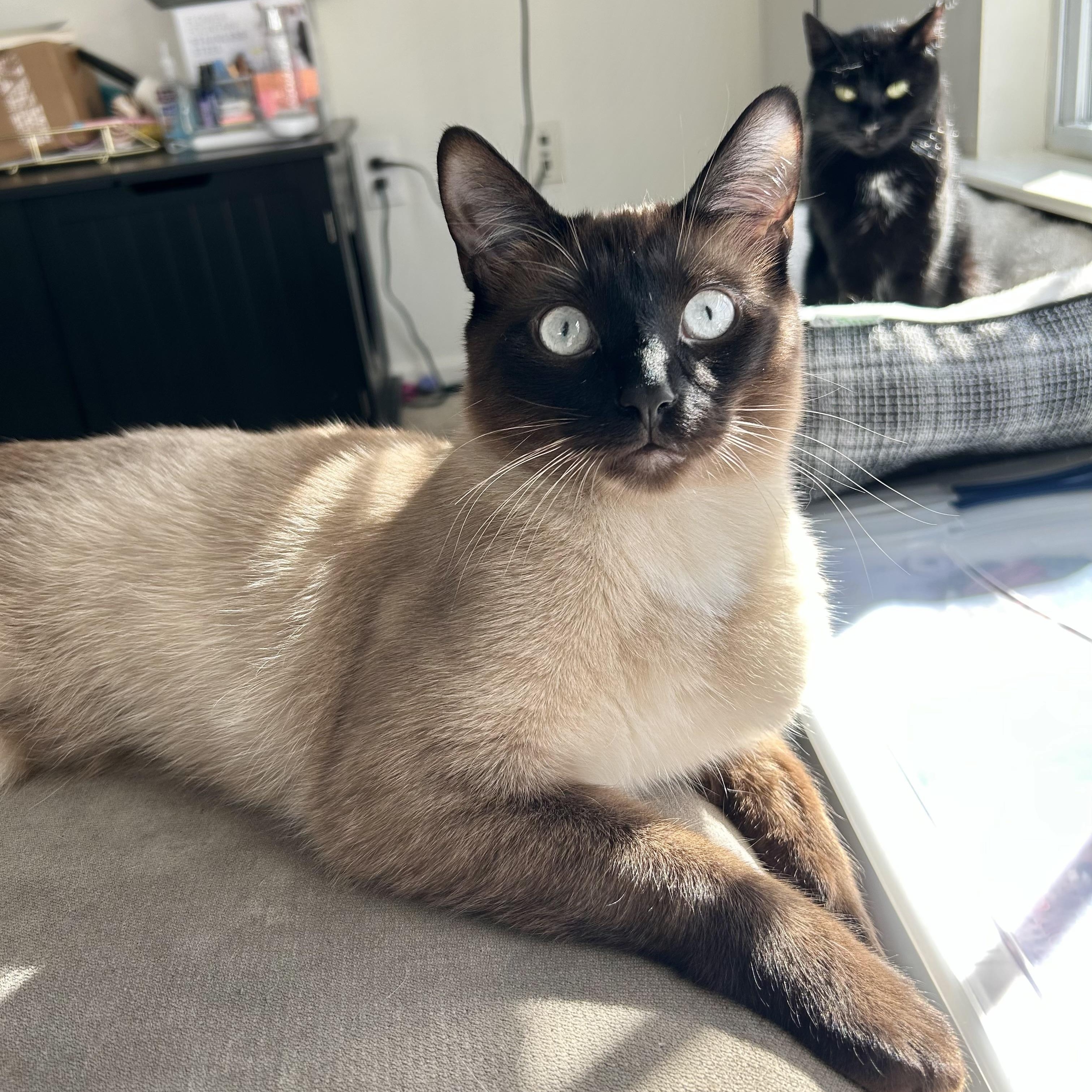 Enlarge Ash, a Adopted mixed breed in Fresh Meadows, NY image 5/6