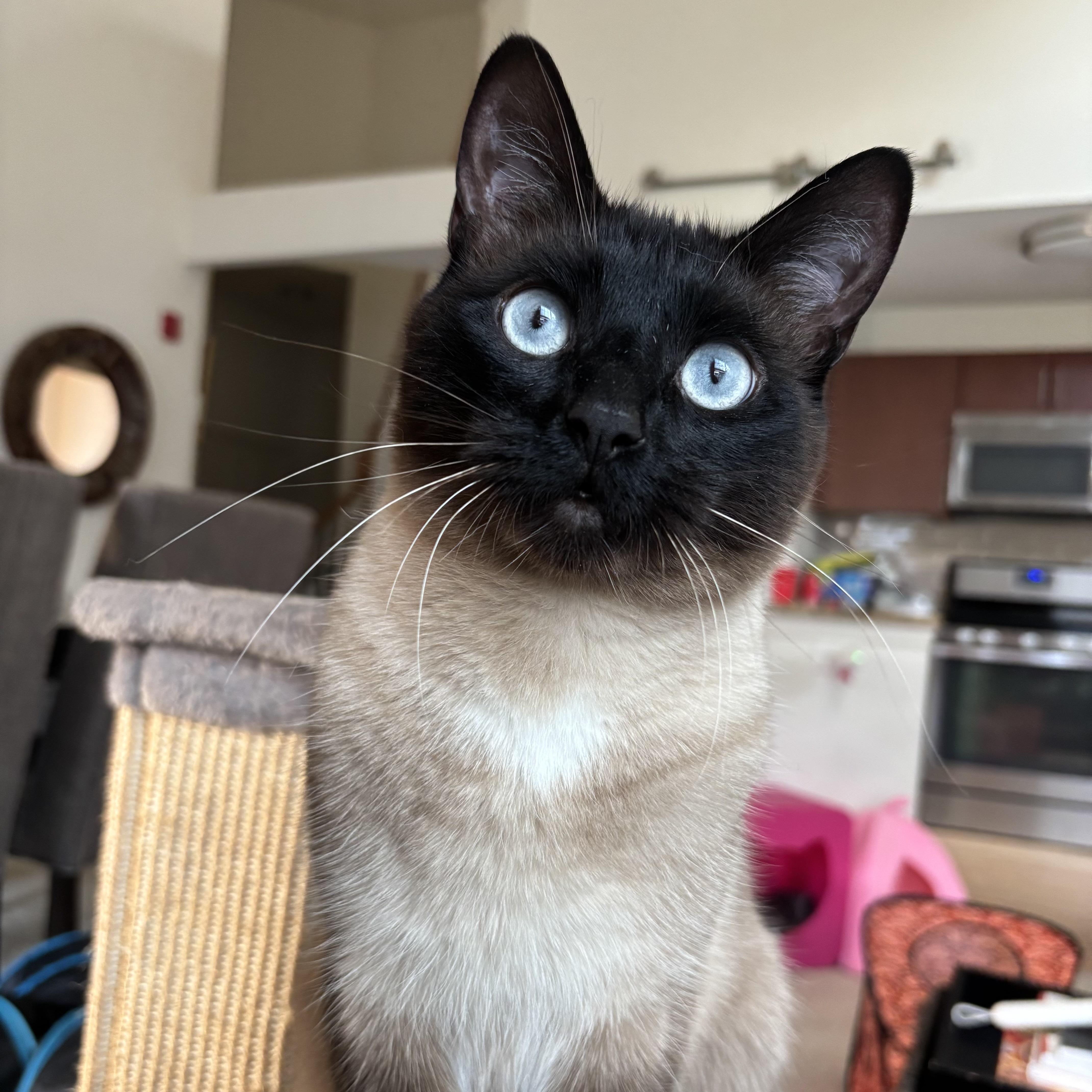 Ash, Adopted, Young Male Siamese & Domestic Short Hair.