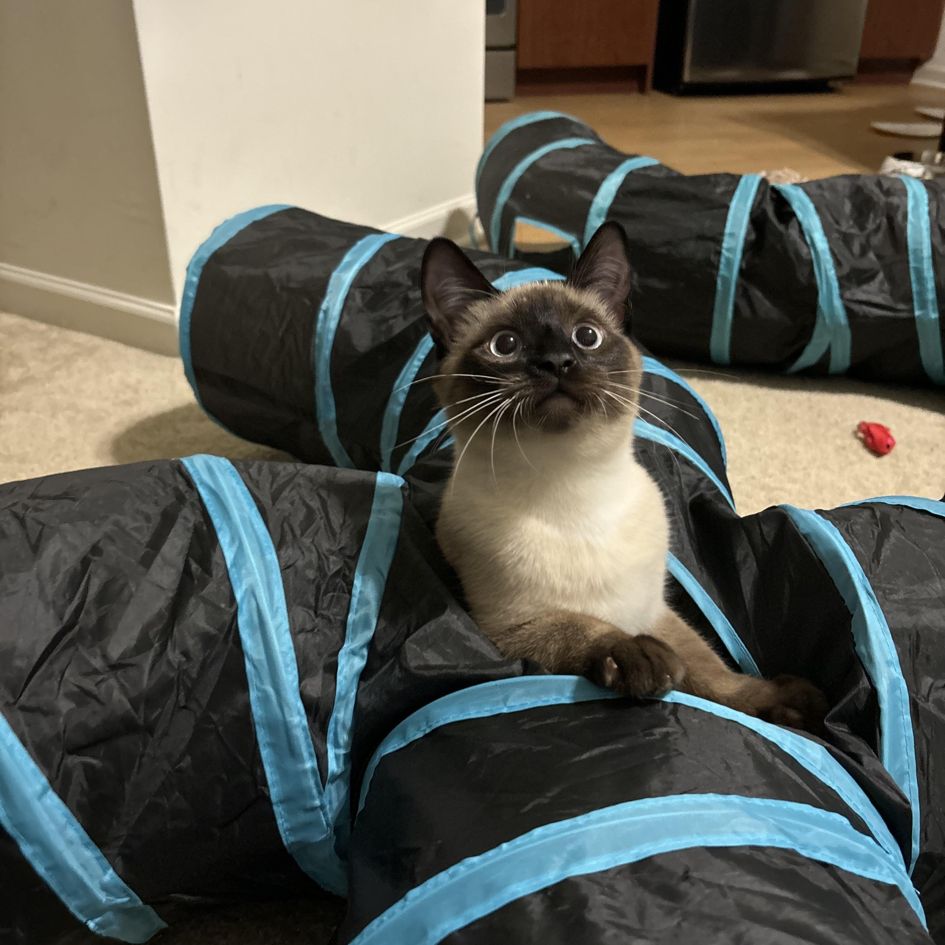 Enlarge Ash, a Adopted mixed breed in Fresh Meadows, NY image 6/6