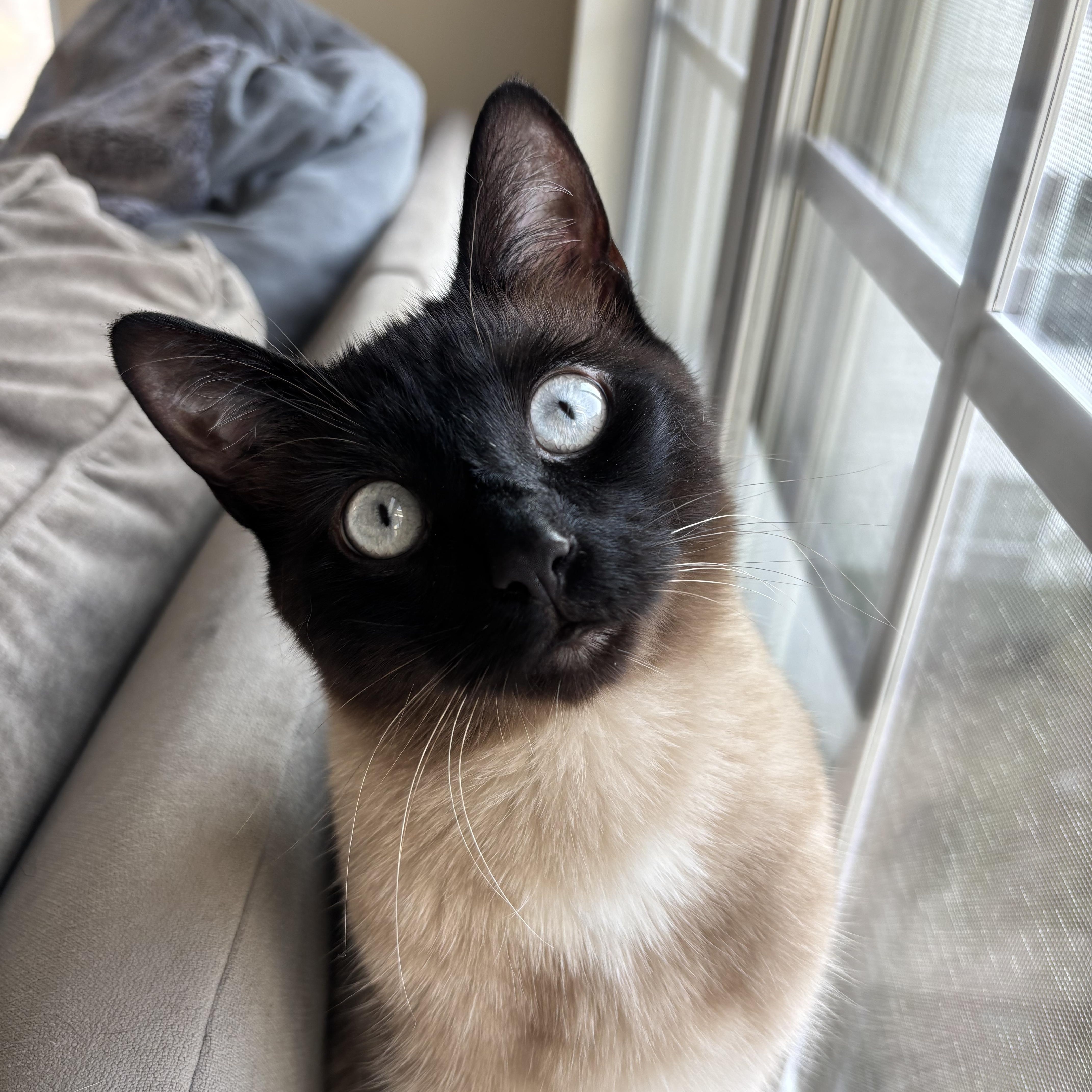 Enlarge Ash, a Adopted mixed breed in Fresh Meadows, NY image 3/6