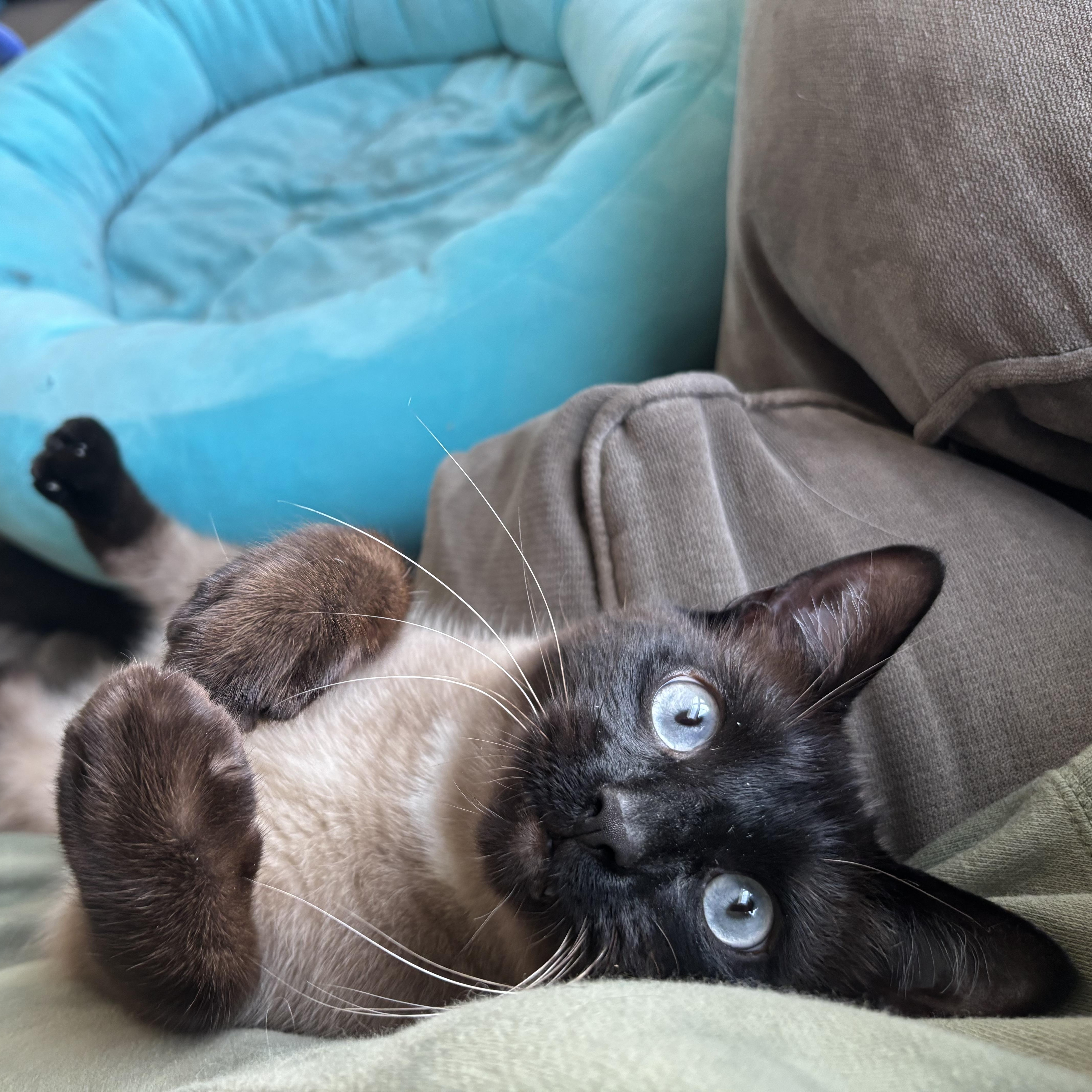 Enlarge Ash, a Adopted mixed breed in Fresh Meadows, NY image 4/6