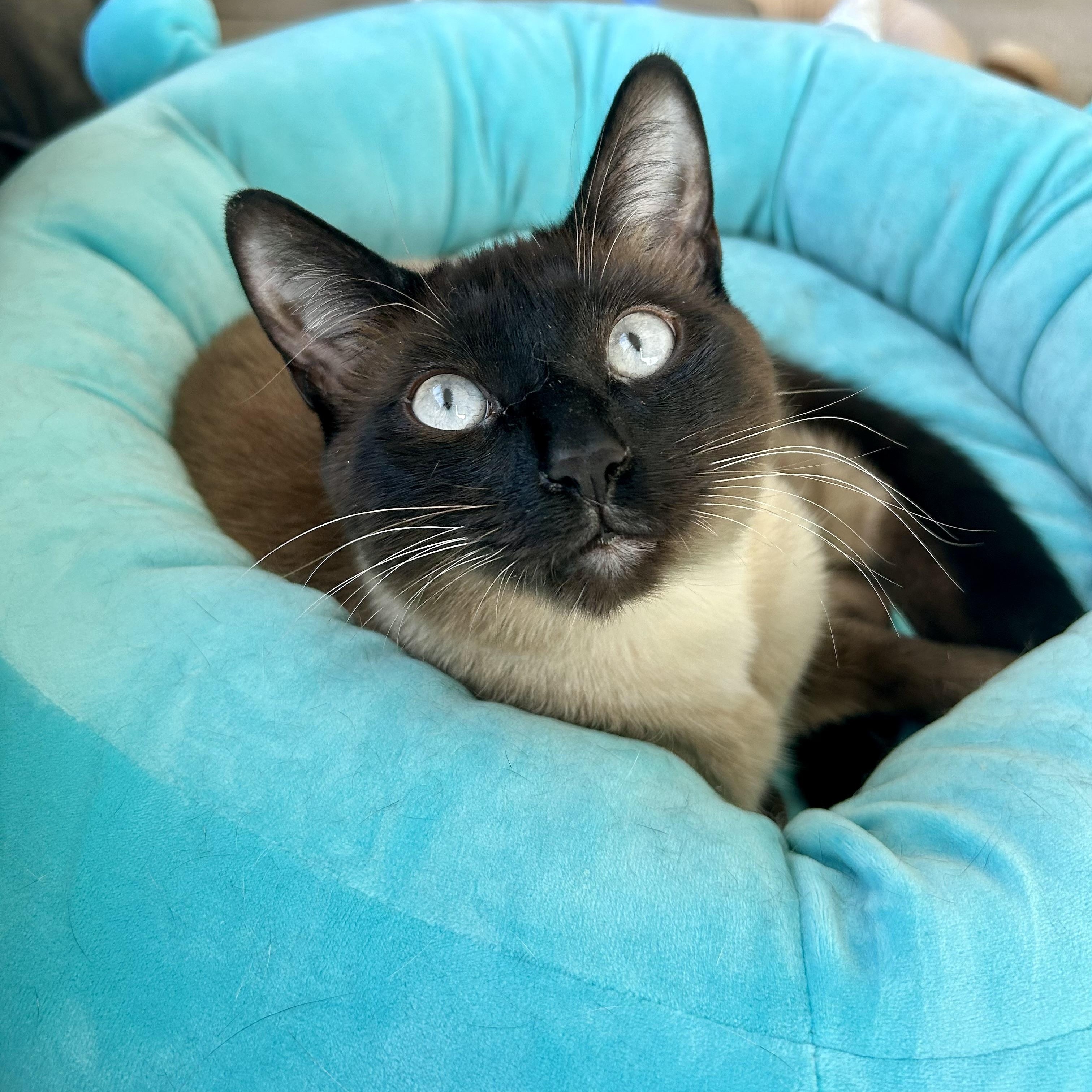 Enlarge Ash, a Adopted mixed breed in Fresh Meadows, NY image 2/6