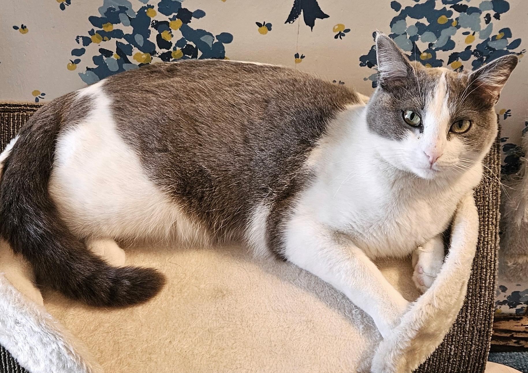 Alexander the Great, an adopted Domestic Short Hair in Lakewood, CO image 3/3