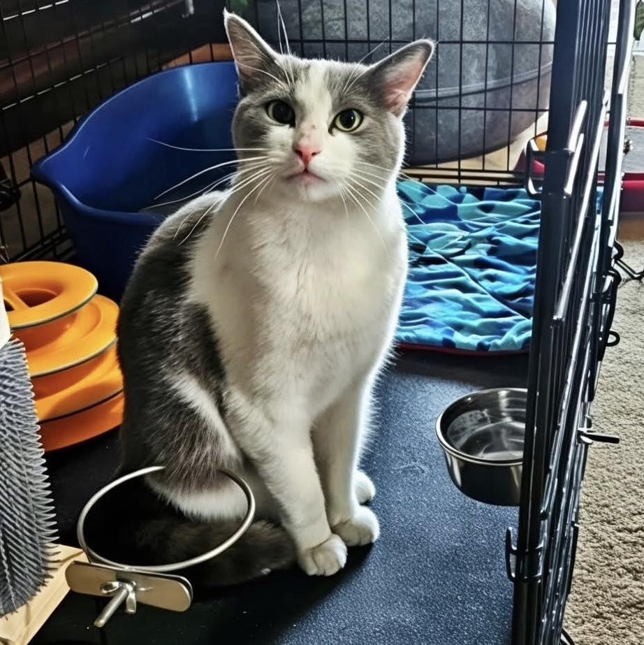 Alexander the Great, an adopted Domestic Short Hair in Lakewood, CO image 2/3