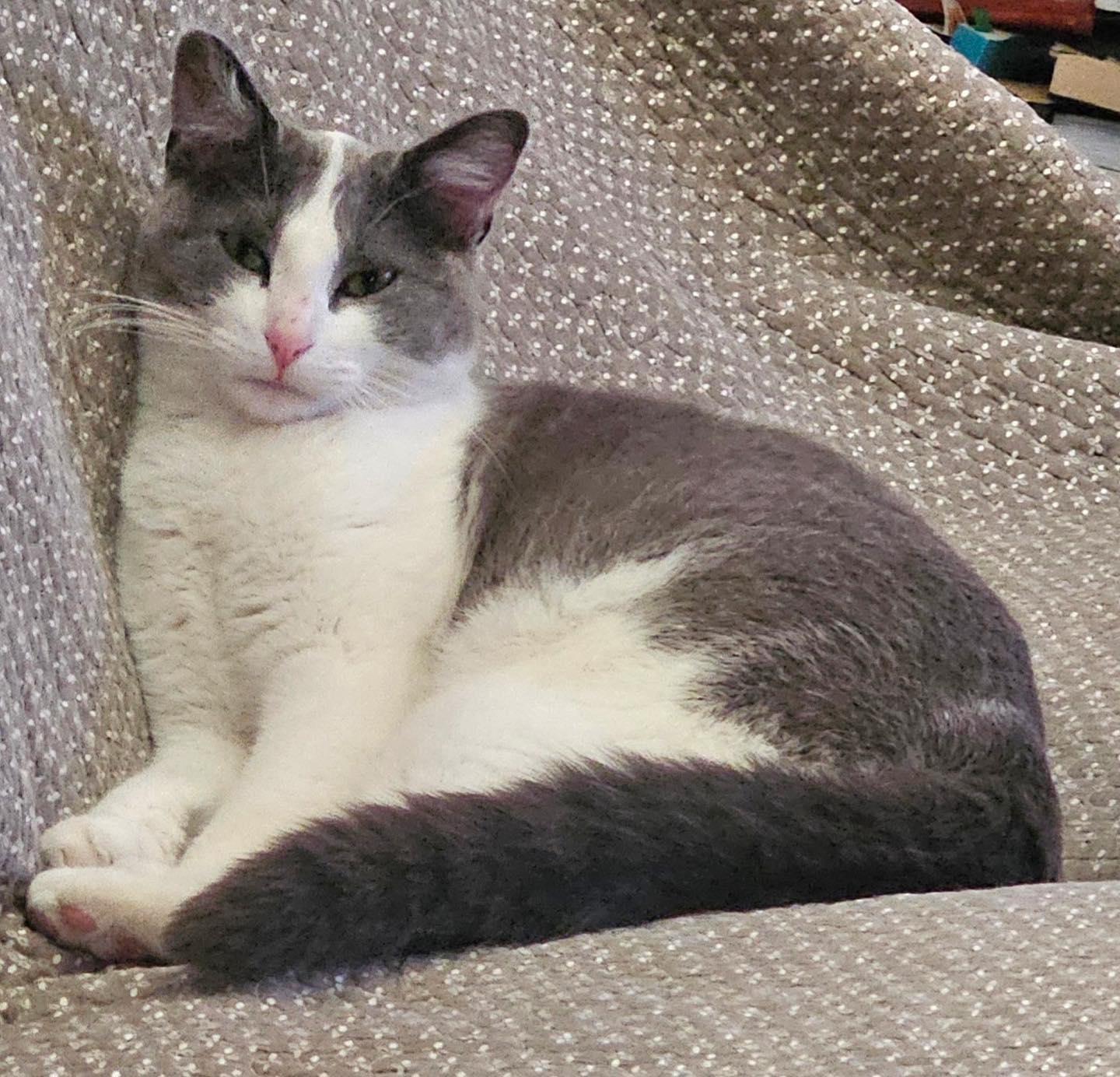 Alexander the Great, an adopted Domestic Short Hair in Lakewood, CO image 1/3