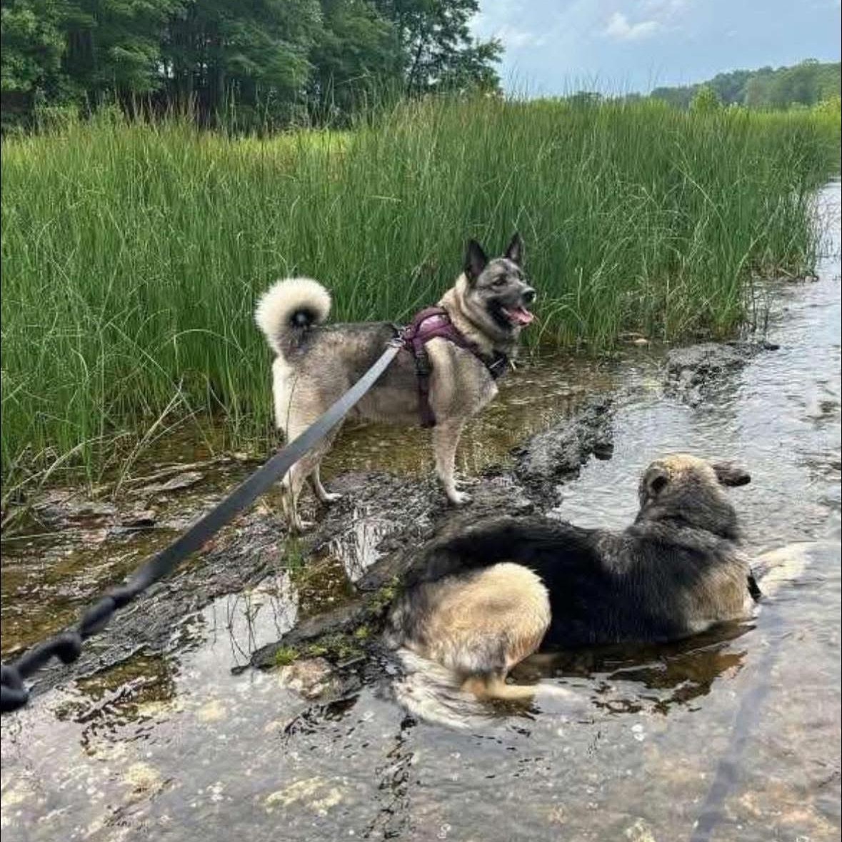 Enlarge Nova, a ADOPTABLE mixed breed in York, PA image 4/5