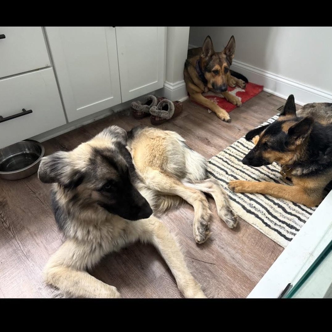 Enlarge Nova, a ADOPTABLE mixed breed in York, PA image 5/5