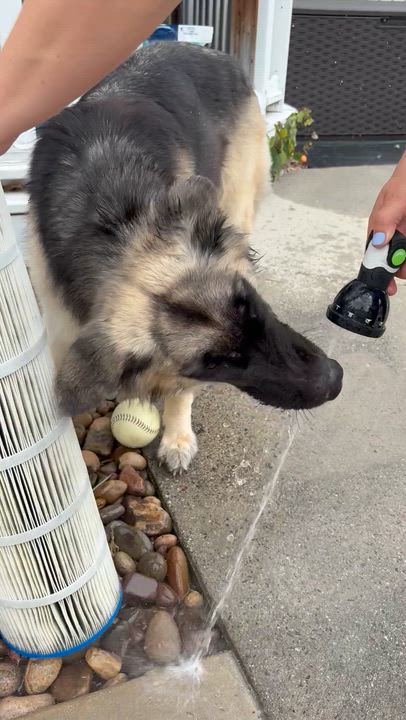 Enlarge Nova, a ADOPTABLE mixed breed in York, PA video 4/5