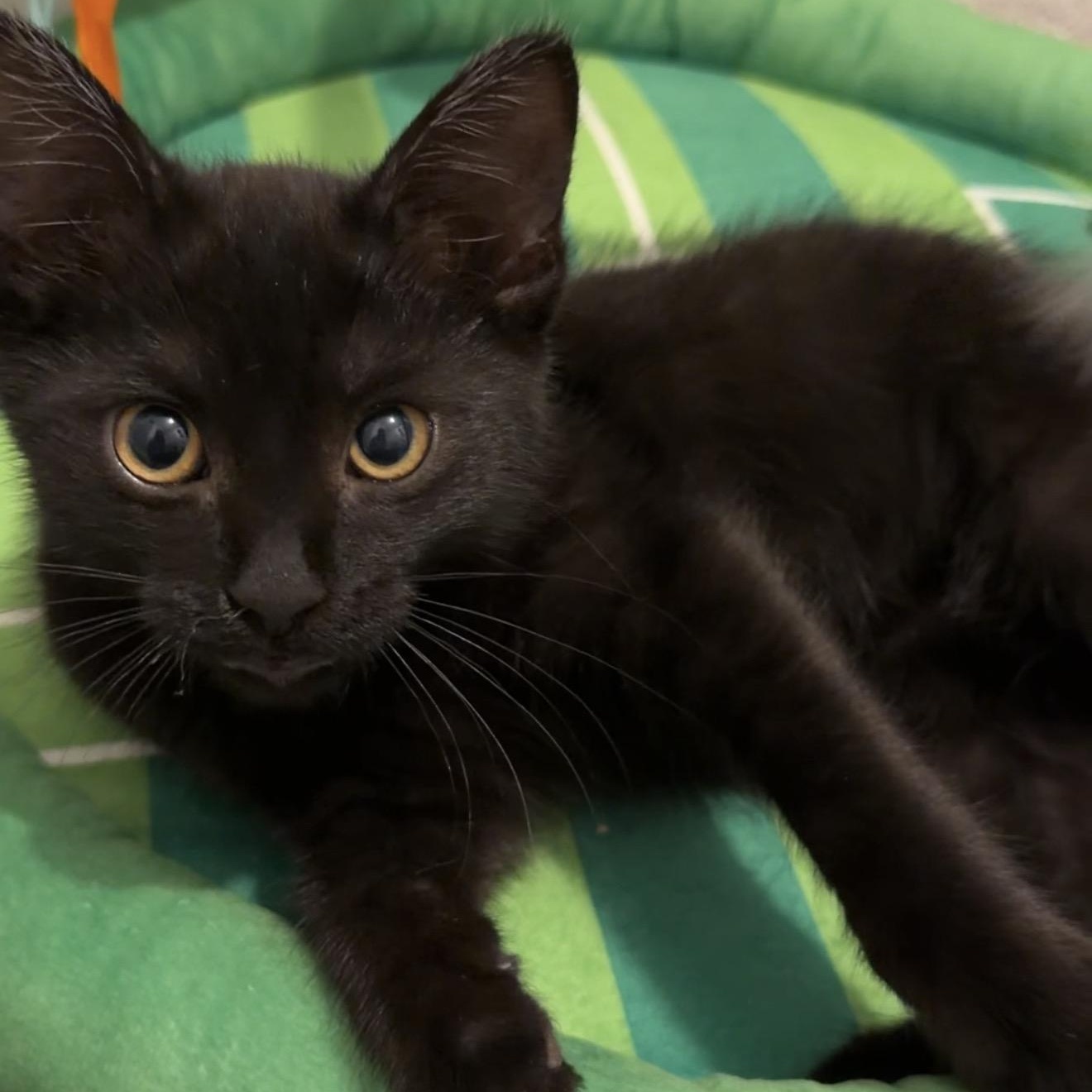 Enlarge Miss Pepper, a Adoptable Domestic Short Hair in Shaker Heights, OH image 2/5