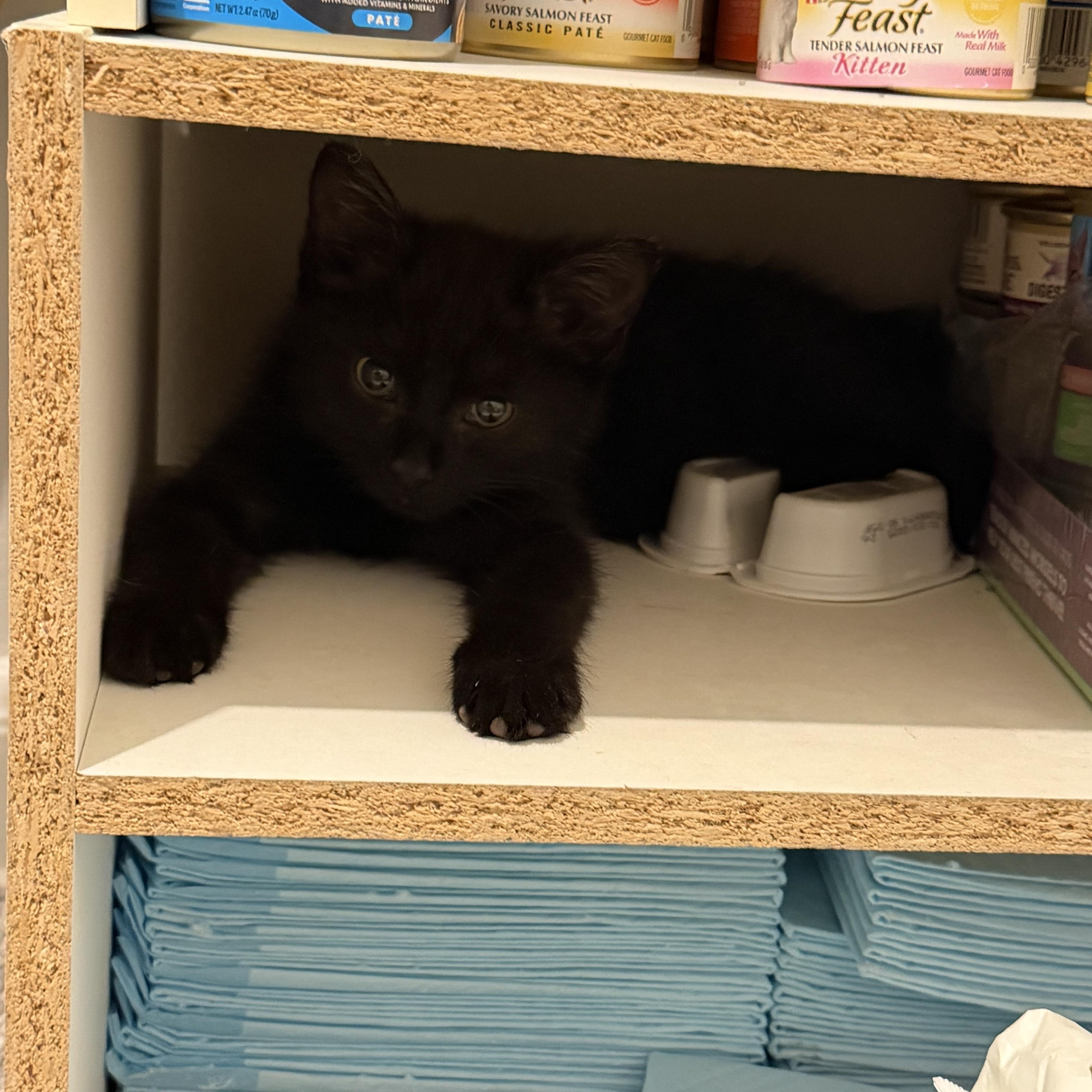 Enlarge Miss Pepper, a Adoptable Domestic Short Hair in Shaker Heights, OH image 5/5