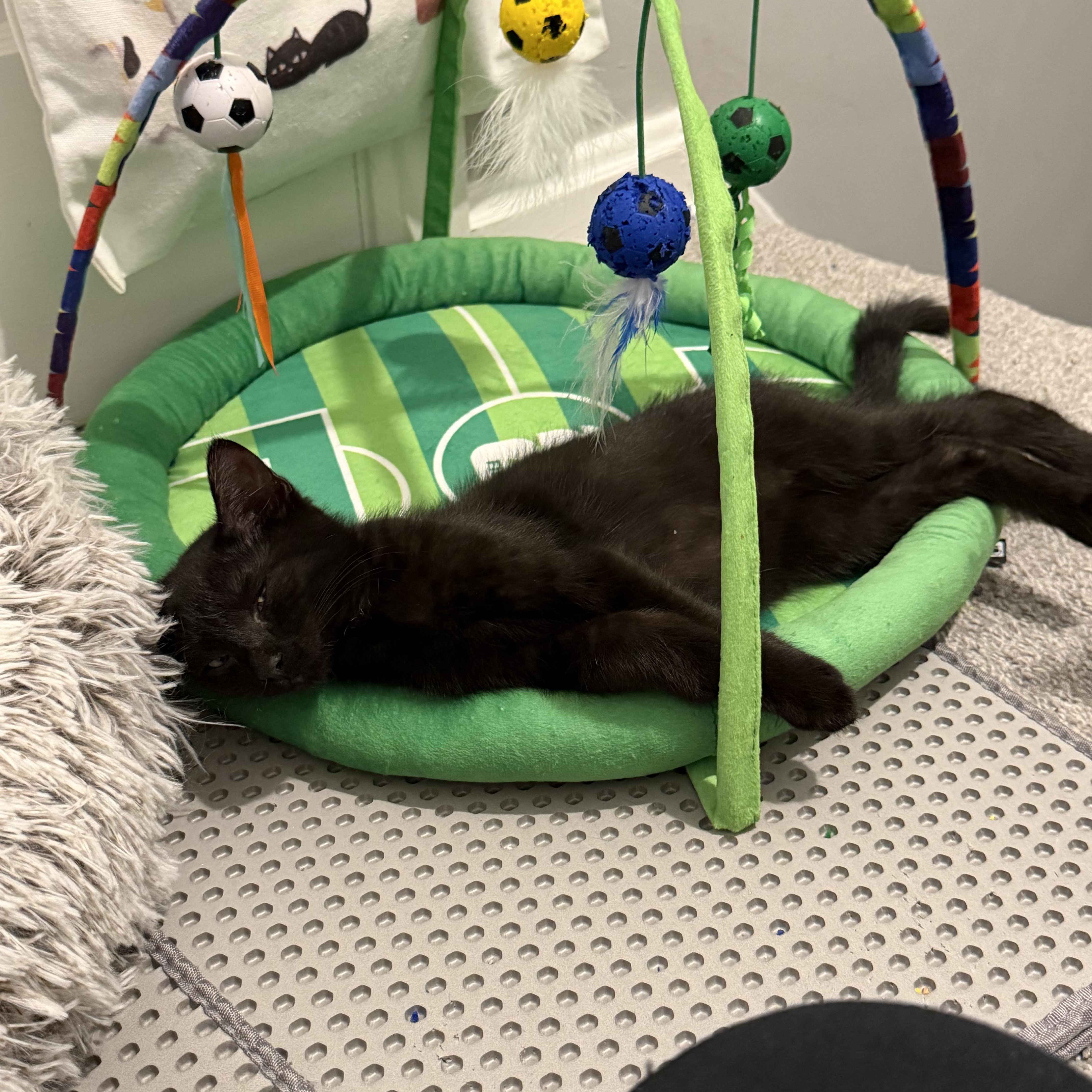 Enlarge Miss Pepper, a Adoptable Domestic Short Hair in Shaker Heights, OH image 4/5