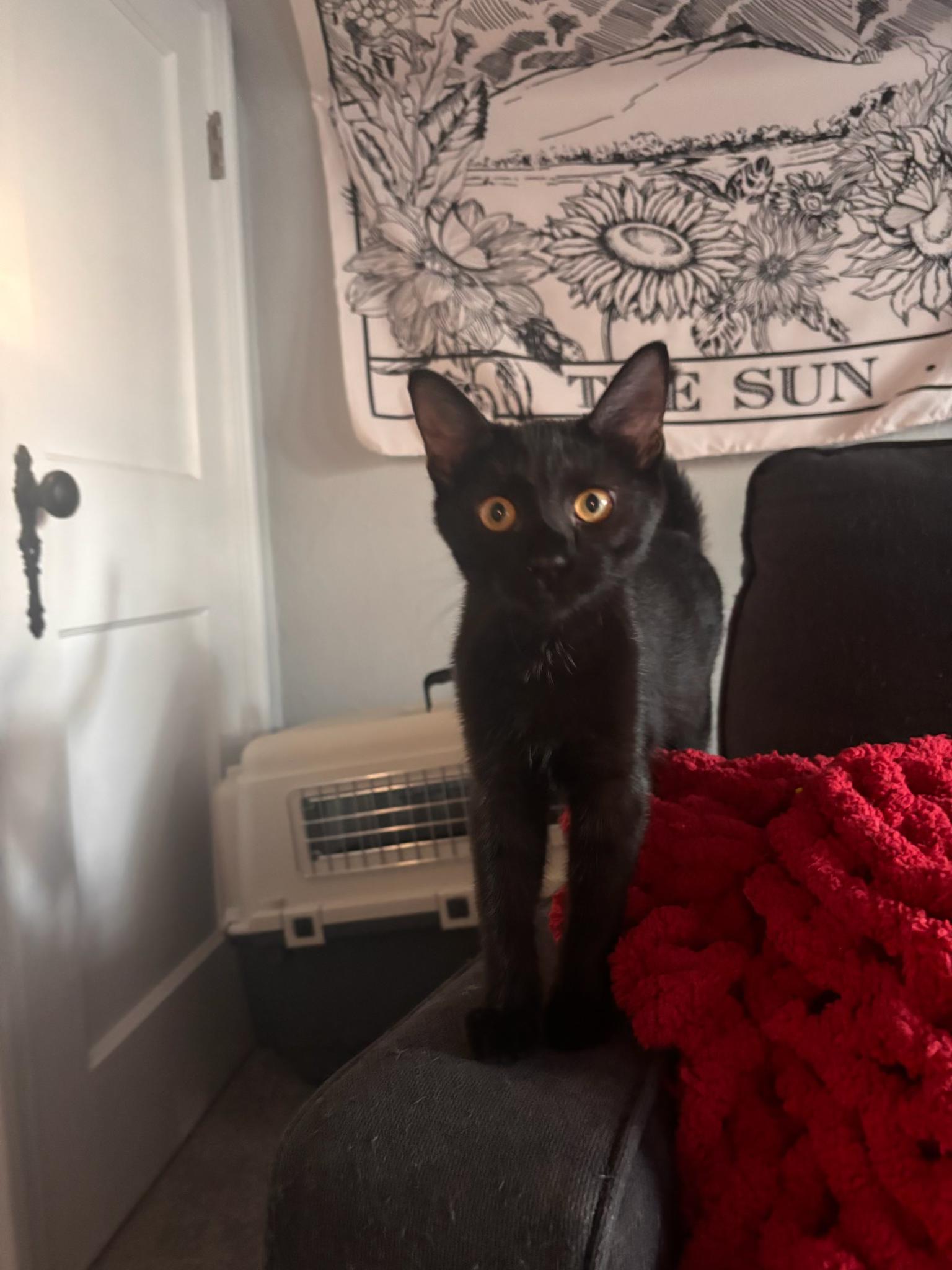 Miss Pepper, Adoptable, Kitten Female Domestic Short Hair.