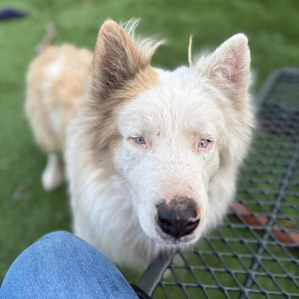 Cullen - adoptable in foster!, Adoptable, Senior Male Mixed Breed.