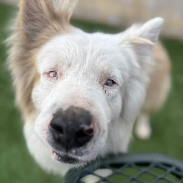 Cullen - adoptable in foster!, a Adoptable Mixed Breed in Flagstaff, AZ image 2/6