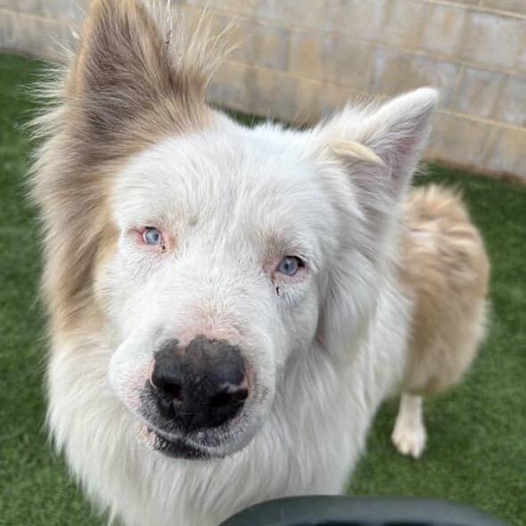 Cullen - adoptable in foster!, a Adoptable Mixed Breed in Flagstaff, AZ image 3/6