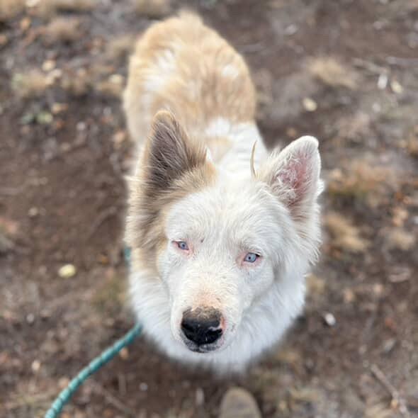 Cullen - adoptable in foster!, a Adoptable Mixed Breed in Flagstaff, AZ image 6/6