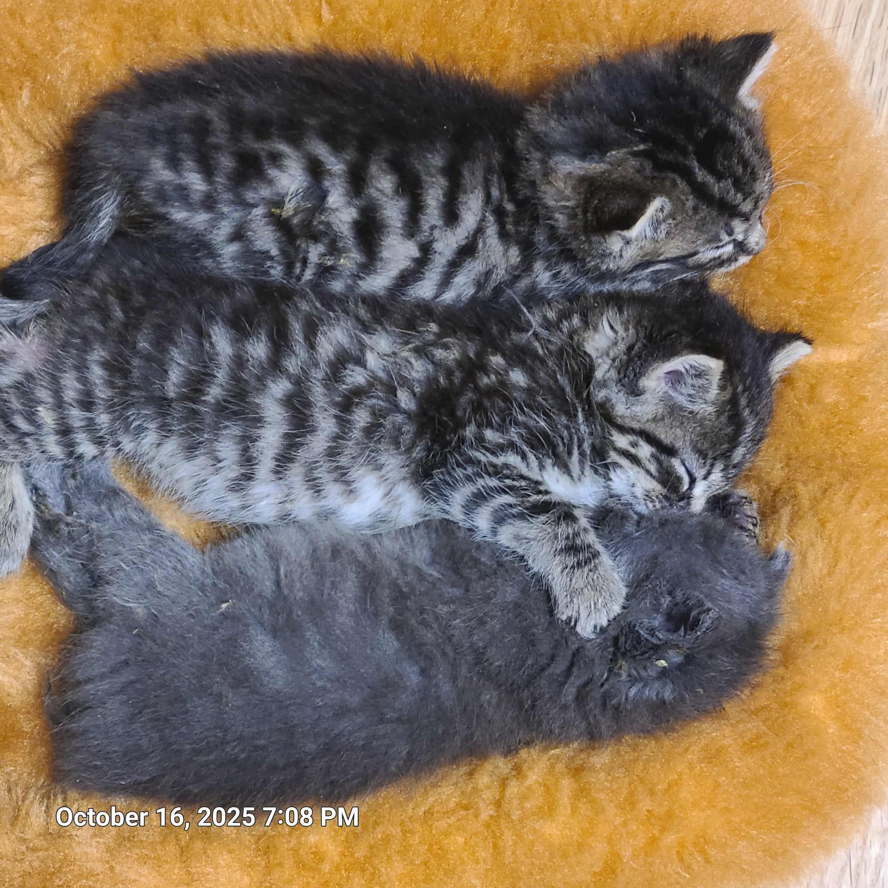 Milton, Mable, and Maria, Adopted, Kitten Female Domestic Short Hair.