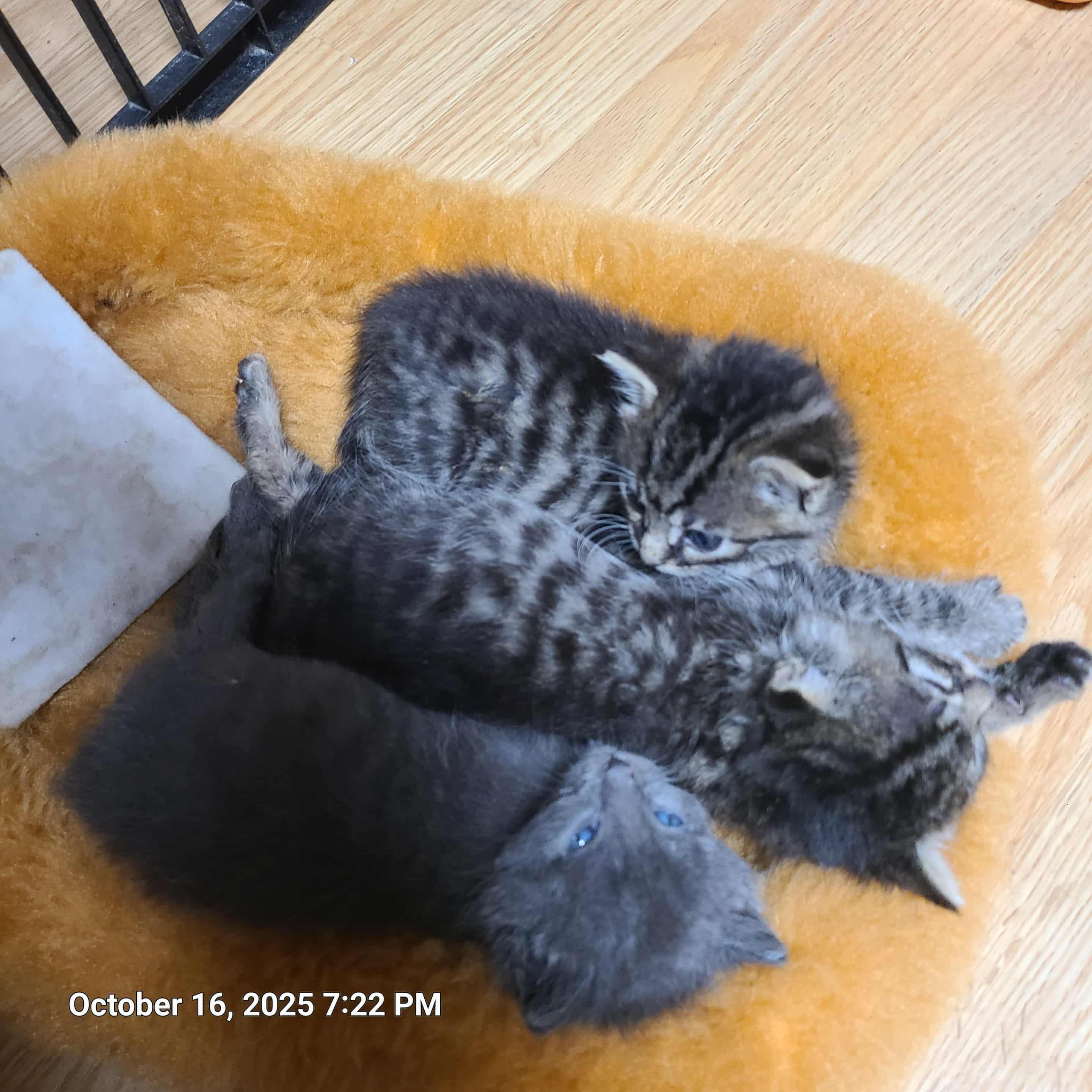 Enlarge Milton, Mable, and Maria, a Adopted Domestic Short Hair in Waynetown, IN image 2/4