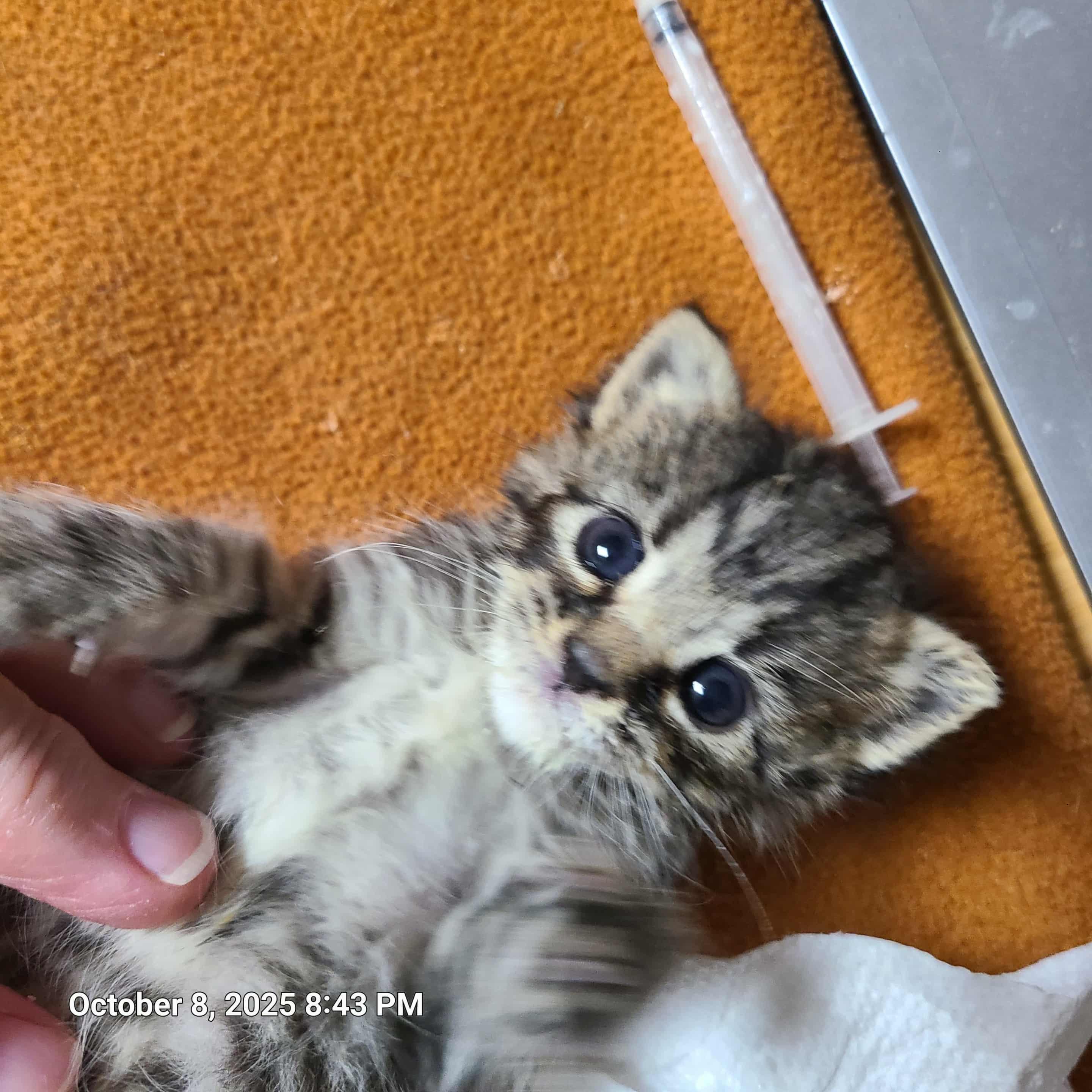 Enlarge Milton, Mable, and Maria, a Adopted Domestic Short Hair in Waynetown, IN image 3/4