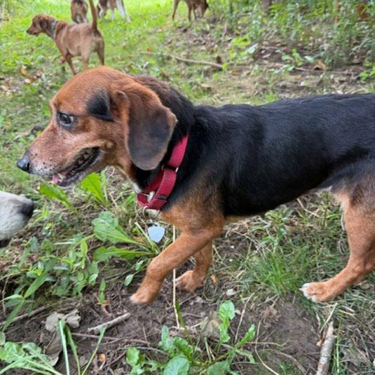 Enlarge Normajane Belmont, a Adoptable mixed breed in London, OH image 5/6