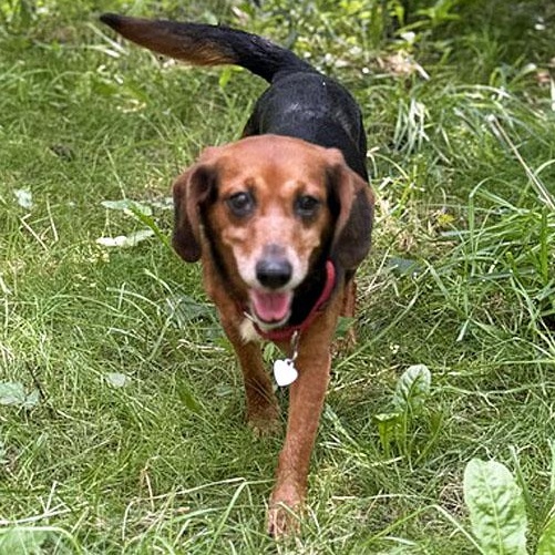 Normajane Belmont, Adoptable, Adult Female Beagle & Dachshund.