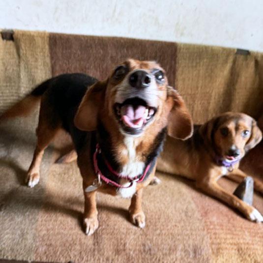 Enlarge Normajane Belmont, a Adoptable mixed breed in London, OH image 2/6