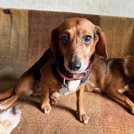 Enlarge Normajane Belmont, a Adoptable mixed breed in London, OH image 4/6