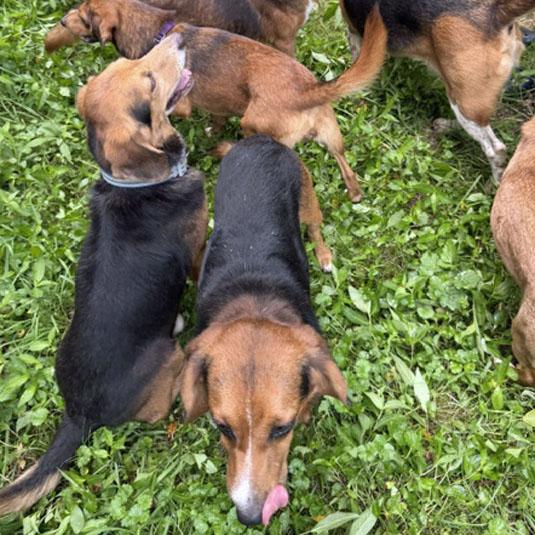 Enlarge Normajane Belmont, a Adoptable mixed breed in London, OH image 6/6