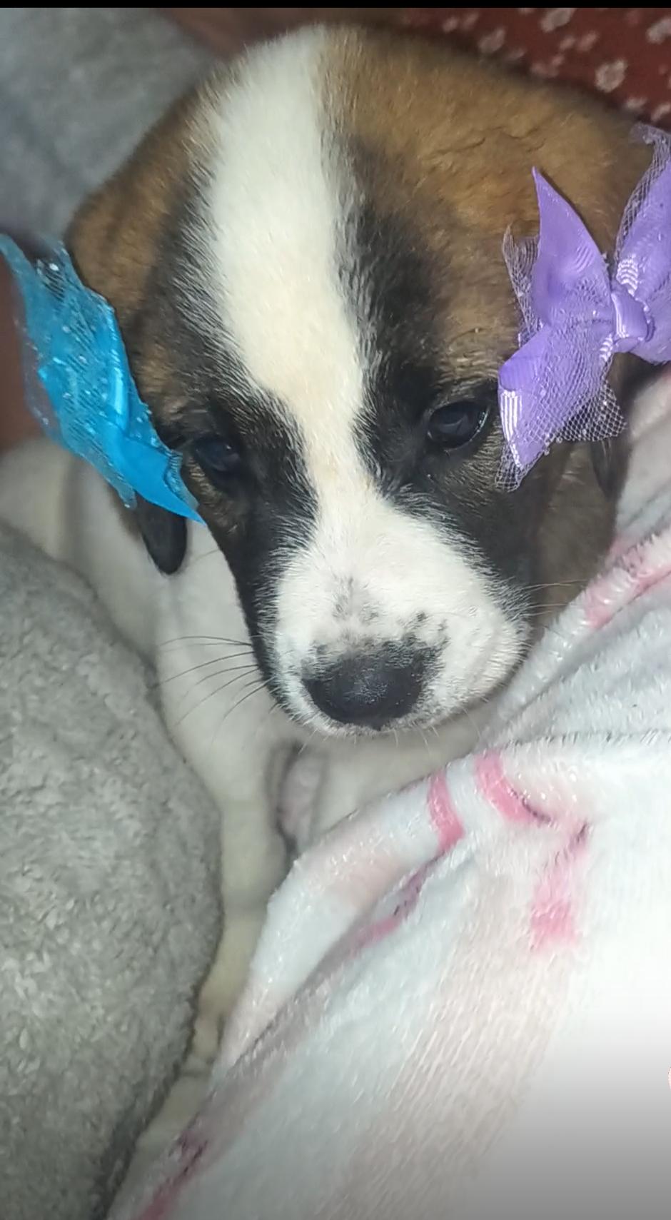 Cookie, an adopted mixed breed in Okmulgee, OK image 2/2