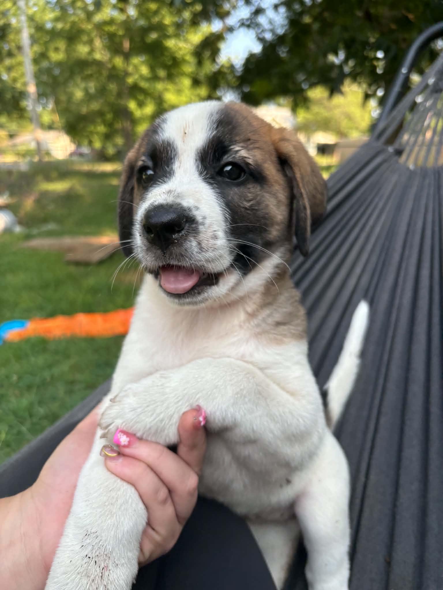 Cookie, adopted, Puppy Female Saint Bernard.